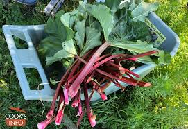 Grow rhubarb in full sun, in rich, lightly moist soil. Rhubarb Cooksinfo