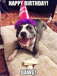 Pitbull happy birthday 97564 gifs. Pitbull Happy Birthday Memes