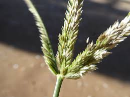 Image result for Eleusine