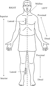 Anatomical position diagram, anatomical position diagram blank, anatomical position diagram quiz, diagram of anatomical position, human anatomical position diagram, human anatomy, anatomical position diagram, anatomical position diagram blank, anatomical position diagram quiz, diagram of anatomical. Definition Of Anatomical Position And Terminology Chegg Com
