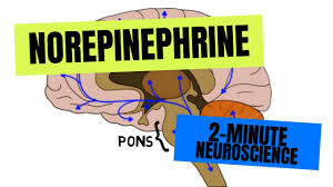 Image result for Norepinephrine