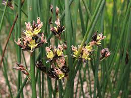 Image result for Juncus