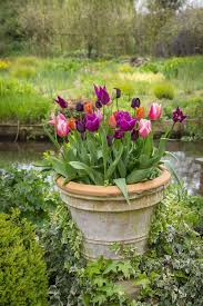 It's one of the oldest additions in gardening. 20 Best Spring Flowers Popular Flowers To Plant In Spring