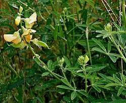Image result for Crotalaria cylindrocarpa