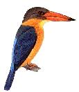 Di indonesia dan malaysia diperkirakan ada 6 jenis burung walet. Ooi S Fauna Malaysiana Birds 0 Burung1 Htm Ver 1 0 1997 2004 Last Updated 16 01 2004