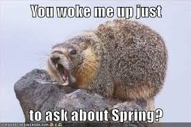 Photography Animals Ground Hog Day Meme Cool Pets