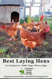 Maybe you would like to learn more about one of these? Best Laying Hens For Beginners White Eggs Brown Eggs