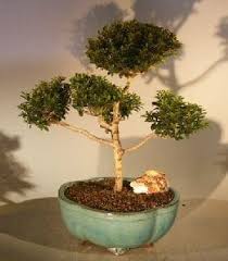 Read reviews for 1 pom poms value pack by creatology™. Brush Cherry Pom Pom Style Bonsai Tree For Sale 2 Eugenia Myrtifolia Bonsai Tree Gardener