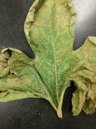 They skeletonize leaves (eat the soft tissue, leave the tough veins). Ohio Veggie Disease News Updates On Vegetable Diseases And Management