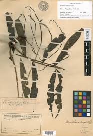 Image result for Lomariopsis warneckei