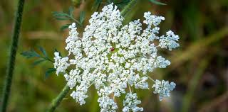 Image result for Daucus carota