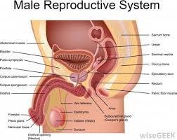 13 Female Reproductive System Anatomy Ideas Reproductive System Female Reproductive System Female Reproductive System Anatomy