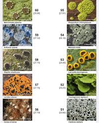 Image result for Trichoscypha lucens