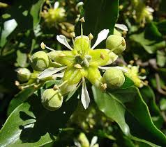 Image result for Quillaja saponaria