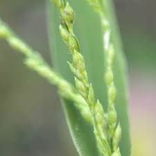 Image result for Urochloa villosa