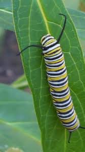 Black And Red Caterpillars On Azaleas A Monarch Caterpillar Munching On My Milkweed Plant Happiness Milkweed Plant Birds And The Bees Monarch Caterpillar