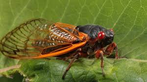 Chicharra translated between spanish and english including synonyms, definitions, and related words. Cicadas Bug Cicadas Facts And Photos I Doubt Cicada Will Do That Cuddling Part But I M Glad She Does The Burrowing Brightstar Movie