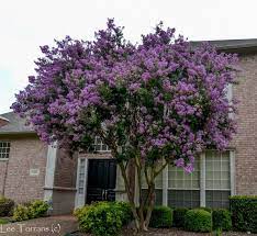 Flowering Trees In Texas Plant Now An Overview Crape Myrtle Myrtle Tree Trees To Plant