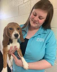Beagles Force Fed Pesticides Now Released And Up For Adoption Cnn