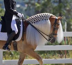 Equine Photographers Network Images Horses Horse Braiding Horse Mane