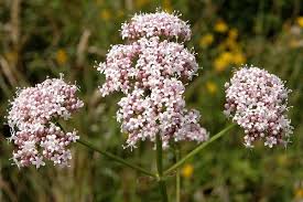 Gratis untuk komersial tidak perlu kredit bebas hak cipta. Valeriana Officinalis