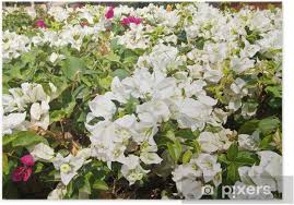 We did not find results for: Thai White Bougainvillea Poster Pixers We Live To Change