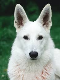 We have 4 girls and only 1 male available. Adopt A Shepherd White Paws German Shepherd Rescue