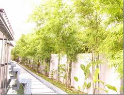 There are a few things that you need to know about this wood species and how to use it in order to decorate. Clumping Bamboo Landscape Privacy Screen And Decoration Ideas
