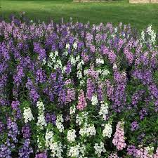 Keeping animal pests out of your garden gardener s supply. Serena Mixture Angelonia
