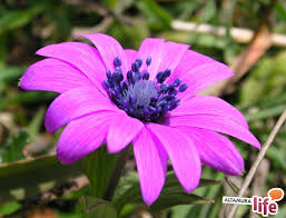 We did not find results for: I Fiori Di Campo Di Inizio Primavera