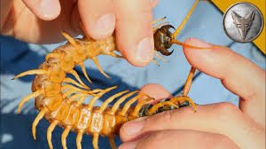 Centipede Bite Worse Than All Stings Youtube