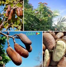 Image result for Phyllanthus engleri