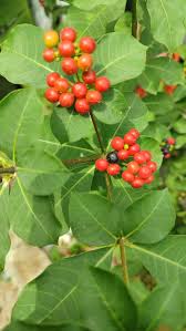 Image result for Rauvolfia mannii