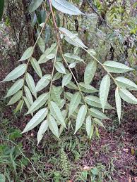 Image result for Sladeniaceae