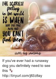 Arm your search team with dog treats and a photo of your dog and advise them not to chase them, as that can encourage your dog to run. Dog Running Away Meme Dunia Belajar