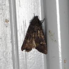 Image result for Bridelia ripicola