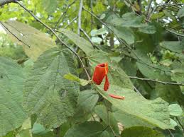 Image result for Helicteres