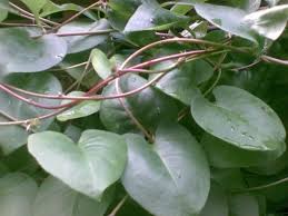 We did not find results for: Pin On Herba