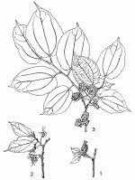 Image result for Morus mesozygia