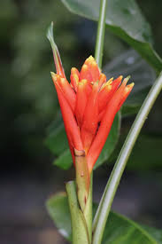 Image result for Coccinia senensis