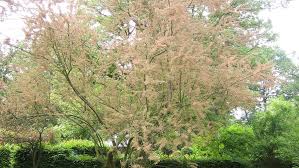 Image result for Grona ramosissima