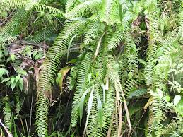 Image result for Nephrolepis biserrata