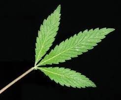(tangential) velocity imparted to the air as it leaves the tip of the blades producing kinetic energy (vp). Cannabis Growth Problem Three Leaf Weed Plant