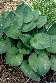Maybe you would like to learn more about one of these? Hosta Photo Library