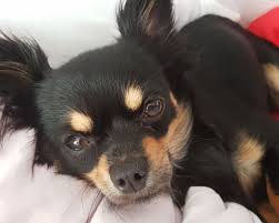 04.10.2019 / en стандарт фци № 218. Chihuahua Allekleinehunderassen De