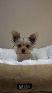 Akc yorkshire terrier breeders, known for our teacup yorkies and standard yorkie puppies. Akc Teacup Yorkies For Sale For Sale In Houston Texas Classified Americanlisted Com