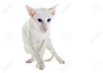 Oriental Shorthair Rescue! – Purebreds Plus