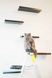 Maybe you would like to learn more about one of these? How To Build Cat Shelves That Your Cat Will Love Brooklyn Farm Girl