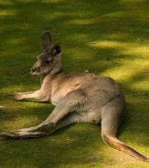 Idee De Sortie Au Jardin Des Kangourous A La Possonniere Http Www My Loire Valley Com 2013 07 Idee Sortie Jardin Kangourou Kangourou Idee Sortie Loire Valley