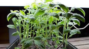 How to grow plants under lights. Growing Plants Under Lights Everything You Need To Know